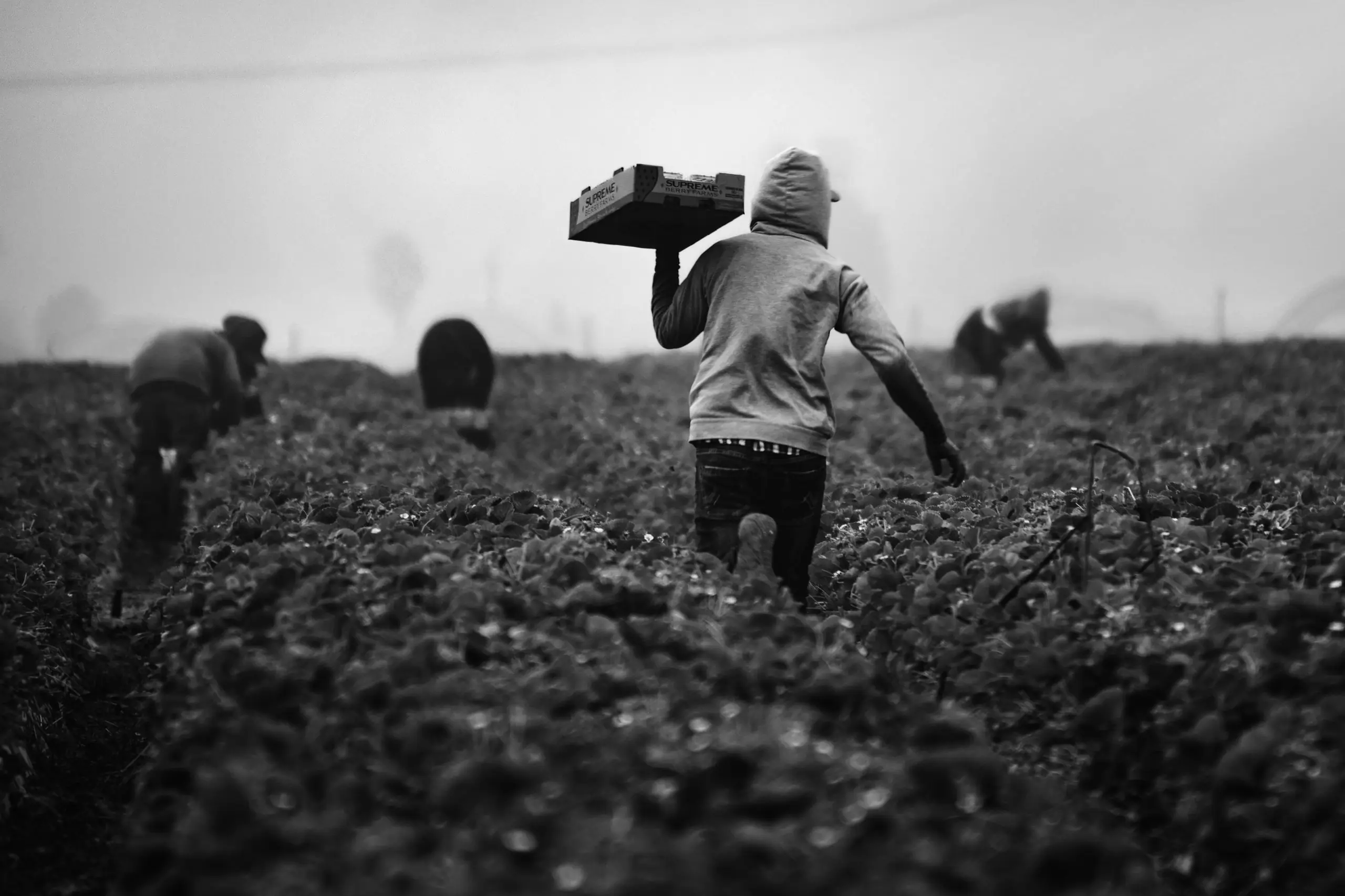 Farmworkers picking in a field, one carrying a crate on his shoulder